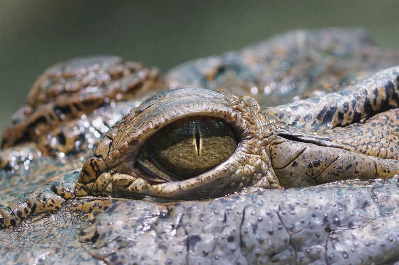 a close up of an alligator's eye, by Matija Jama, pixabay, sumatraism, photograph credit: ap, 🦩🪐🐞👩🏻🦳, journalism photo, video