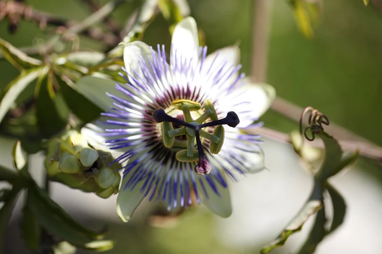 a close up of a flower on a tree, by Robert Brackman, hurufiyya, passion flower, vine and plants and flowers, closeup - view, australian wildflowers