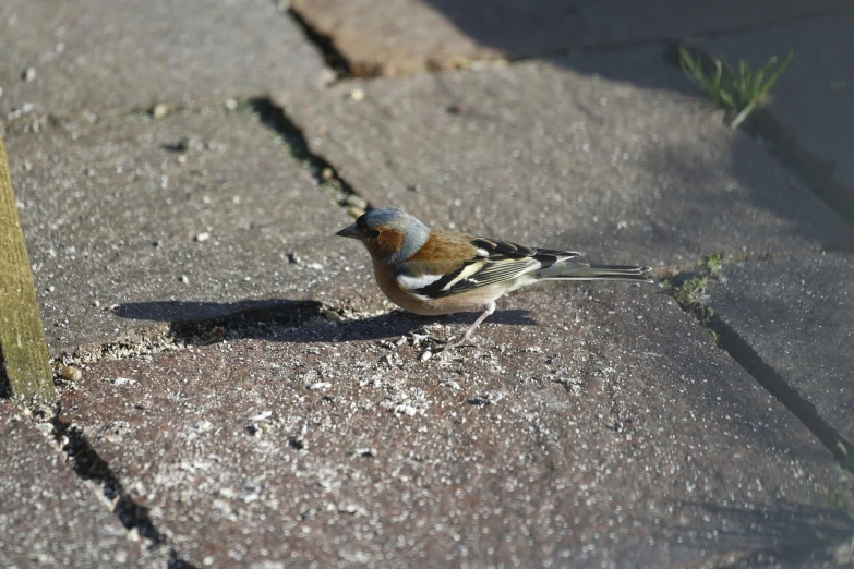 a small bird is standing on a sidewalk, a photo, inspired by Melchior d'Hondecoeter, flickr, crawling on the ground, in the sun, very ornamented, pidgey