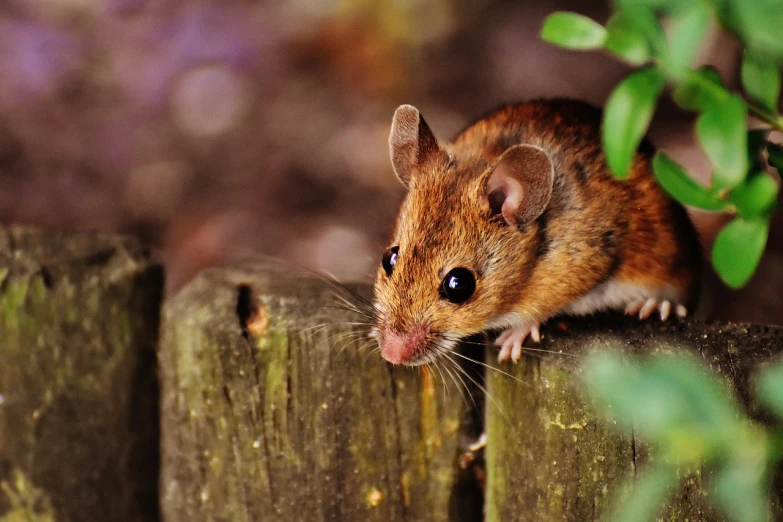 a brown mouse sitting on top of a wooden fence, a picture, shutterstock, coloured photo, stock photo