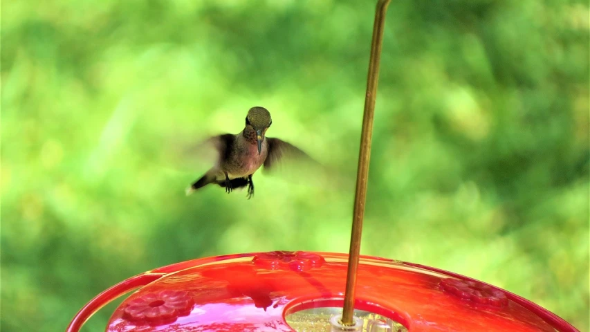 a hummingbird flying towards a red bird feeder, a portrait, flickr, dslr camera img_4016, posterized, young female, full body shot close up