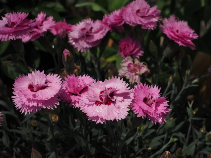 a close up of a bunch of pink flowers, arabesque, from wheaton illinois, carnation, flower garden summer morning, high res photo