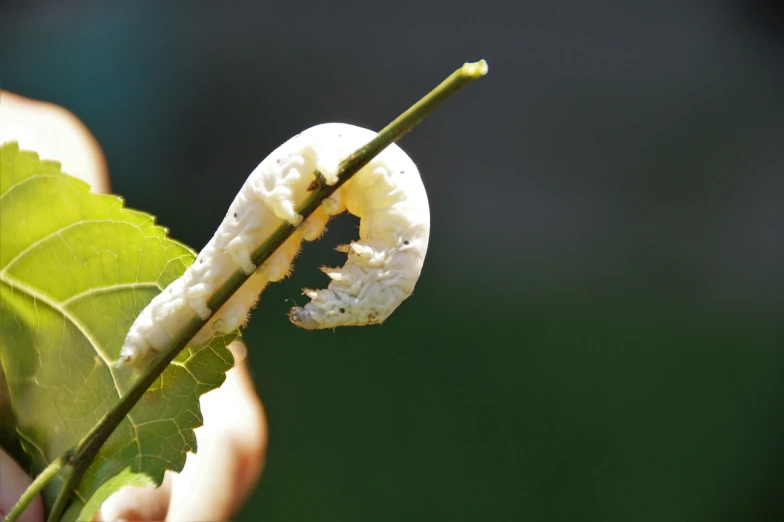 a close up of a leaf with a cater on it, by Tom Carapic, hurufiyya, sandworm, white limbo, eating rotting fruit, betula pendula