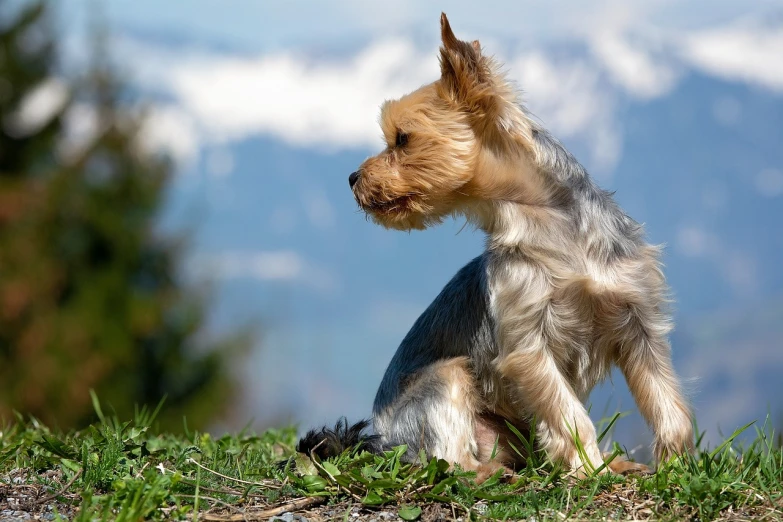 a small dog sitting on top of a grass covered field, pixabay, plein air, yorkshire terrier, on the mountain, high quality wallpaper, left profile