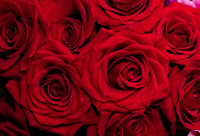 a close up of a bunch of red roses, a digital rendering, by Juan O'Gorman, romanticism, moulin rouge, high quality product image”