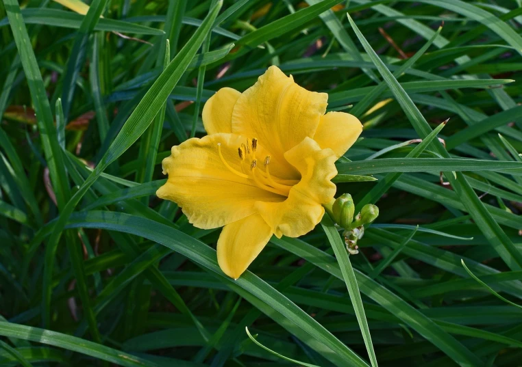 a yellow flower sitting on top of a lush green field, by Arnie Swekel, flickr, hymenocallis coronaria, from wheaton illinois, 2 years old, in the early morning