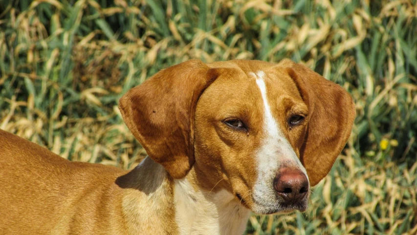 a brown and white dog standing in a field, inspired by Elke Vogelsang, flickr, renaissance, ocher, closeup at the face, red puppils, highly polished