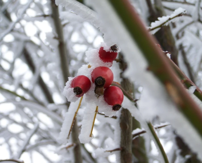 a close up of a bunch of berries on a tree, a photo, inspired by Arthur Burdett Frost, standing in the snow, rose, eyes!, trio