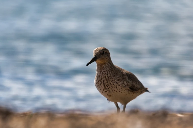 a bird standing in front of a body of water, a picture, by Peter Churcher, 2 0 0 mm focus, looking to the right, sand, speckled