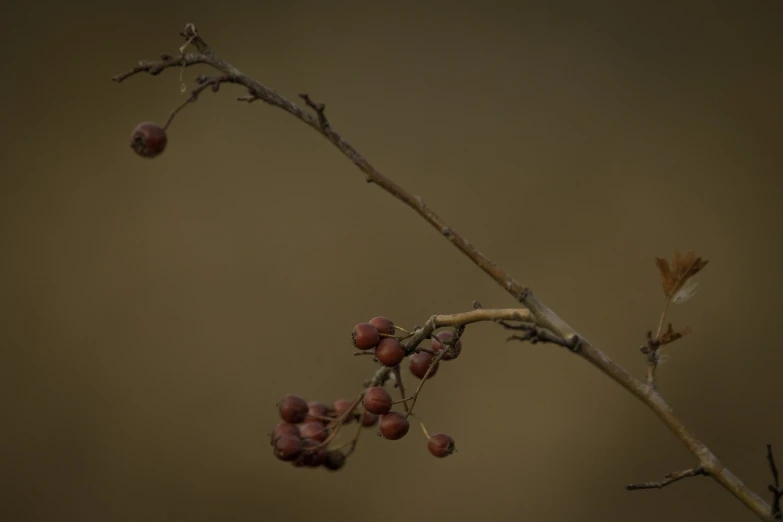 a small bird sitting on top of a tree branch, a picture, by Robert Brackman, hurufiyya, dead fruits, berries dripping, 2 0 0 mm telephoto, rose-brambles