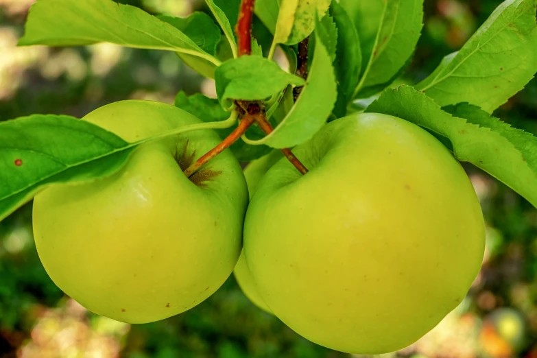 two green apples hanging from a tree branch, vibrant vivid colors, green gold, excellent composition, zoomed in