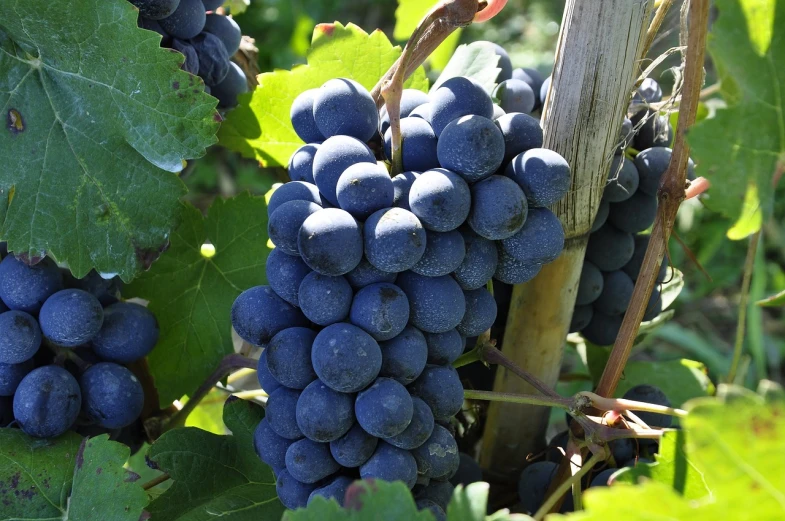a close up of a bunch of grapes on a vine, figuration libre, high quality product image”