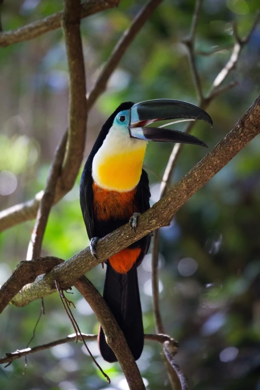 a colorful bird sitting on top of a tree branch, a portrait, by Dietmar Damerau, flickr, sumatraism, toucan, with a very large mouth, long thick shiny black beak, blue and yellow fauna