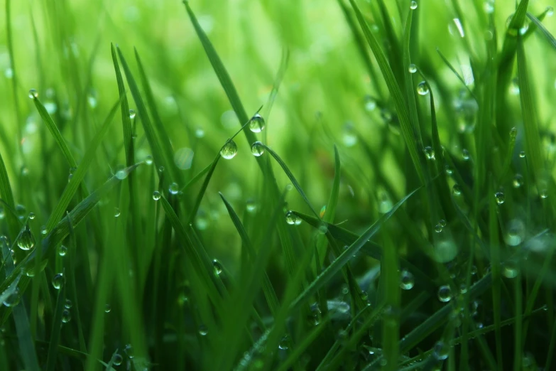 a close up of water droplets on grass, by Yi Jaegwan, wallpaper”, wallpaper!, windows xp bliss wallpaper, gardening