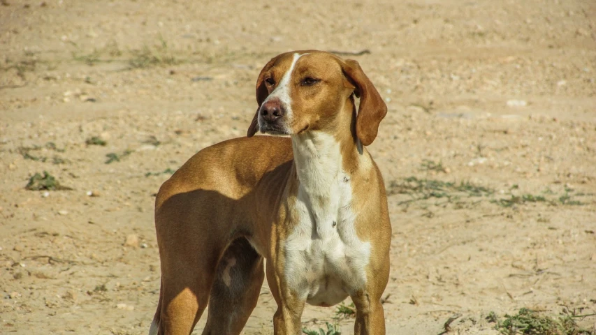 a brown and white dog standing on top of a dirt field, a portrait, flickr, male vampire of clan banu haqim, !female, in the sun, caramel