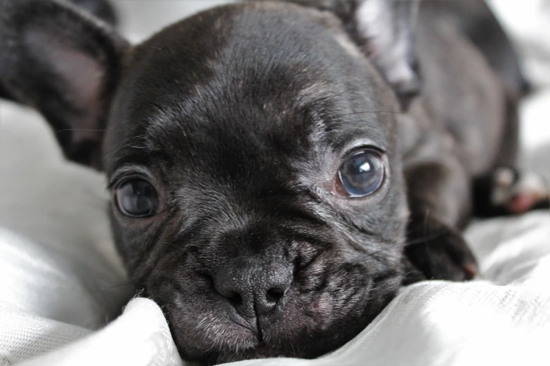 a small black dog laying on top of a bed, flickr, baroque, french bulldog, extreme close up face shot, pale blue eyes!, puppy