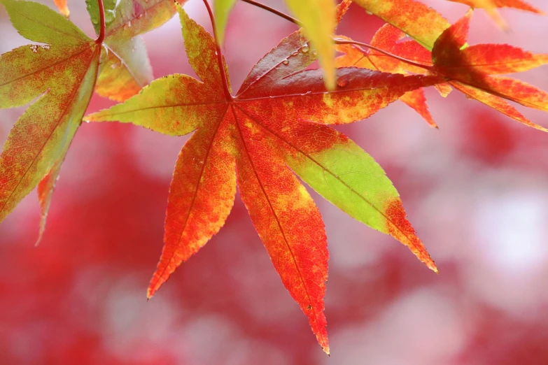 a close up of a leaf on a tree, a picture, by Shiba Kōkan, pixabay, sōsaku hanga, bright colors with red hues, close-up!!!!!!, festive colors, middle close up shot