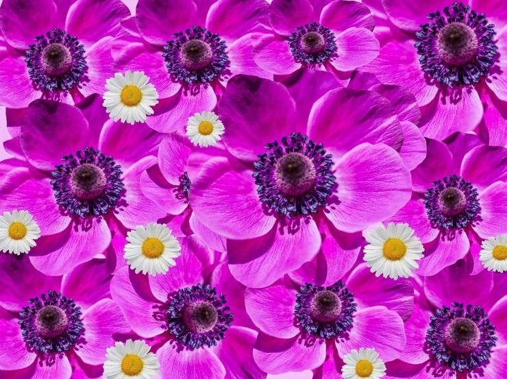 a bunch of pink flowers with white centers, a digital rendering, inspired by Adolf Ulric Wertmüller, shutterstock contest winner, anemone, vibrant patterns, photorealistic hyperdetail, purple and yellow