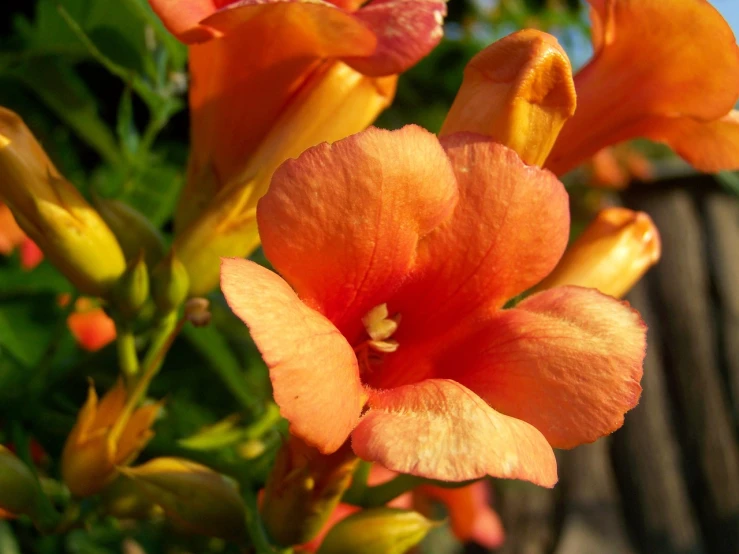 a close up of an orange flower on a plant, by Anna Haifisch, hurufiyya, bougainvillea, bells, evening sun, closeup photo