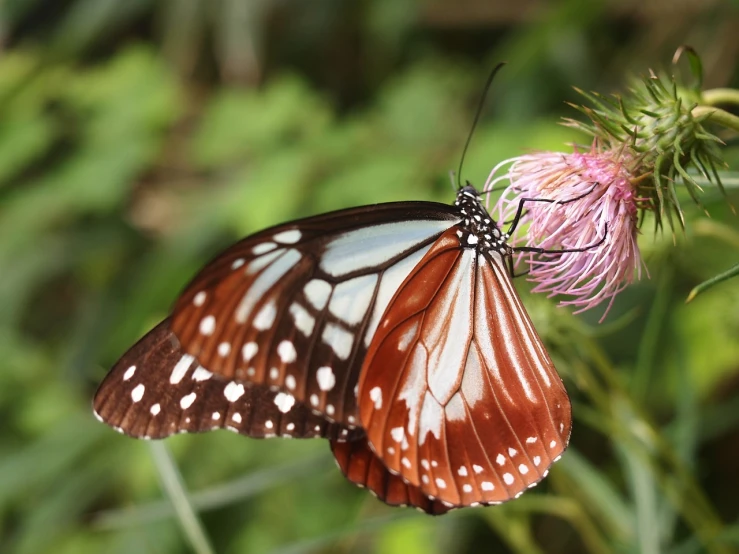 a close up of a butterfly on a flower, by Gwen Barnard, hurufiyya, browns and whites, sasai ukon masanao, having a snack, beautiful queen