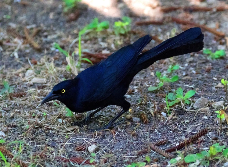a black bird is standing on the ground, by Gwen Barnard, flickr, large yellow eyes, spaghettification, at full stride, rare bird in the jungle