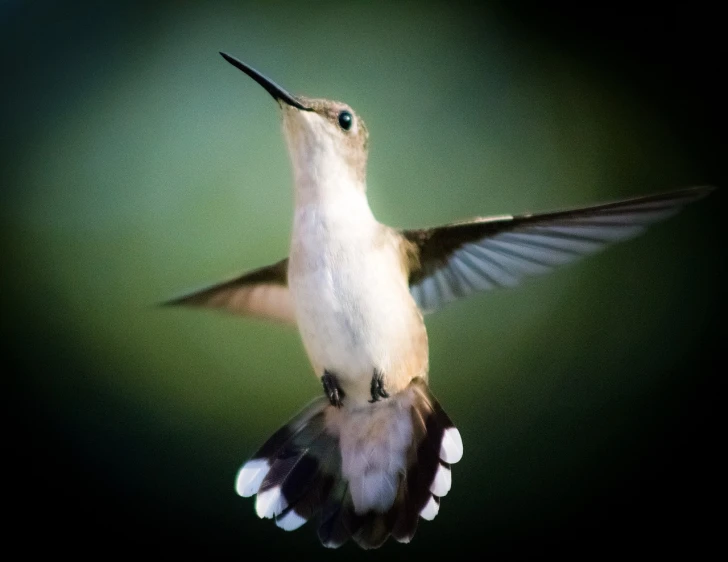 a bird that is flying in the air, a macro photograph, by Dave Melvin, hummingbirds, looking from slightly below, white neck visible, back - lit