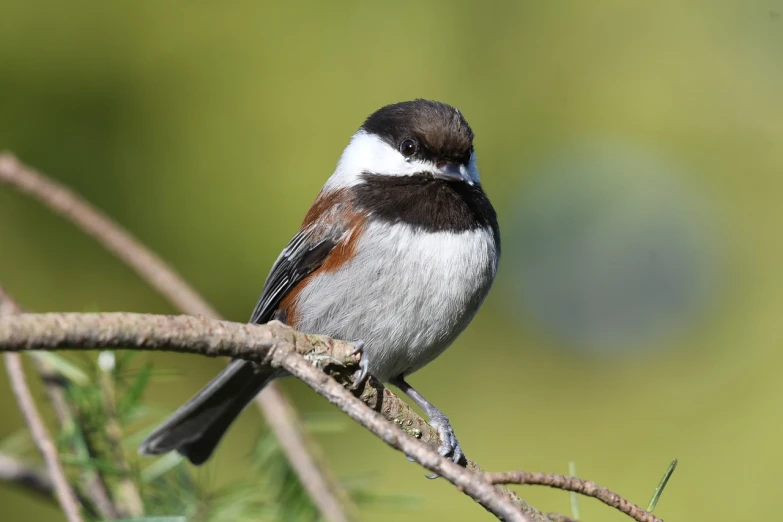 a small bird sitting on top of a tree branch, a portrait, by Dietmar Damerau, flickr, hurufiyya, red brown and white color scheme, flax, puffy, male and female