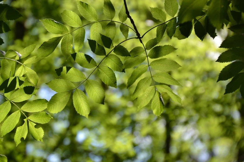 a close up of the leaves of a tree, by Erwin Bowien, nice spring afternoon lighting, arbor, may 1 0, outdoor photo