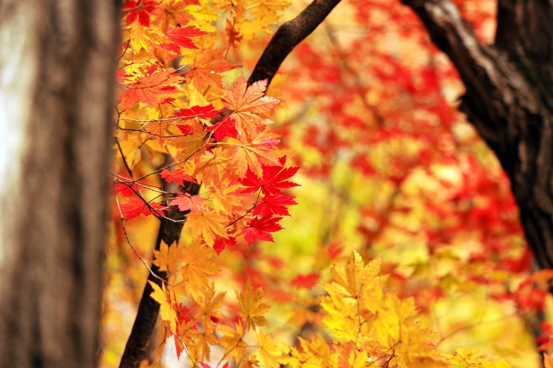 a close up of a bunch of leaves on a tree, a photo, shin hanga, vivid colors!!, yellow and red color scheme, wallpaper”, a flaming forest