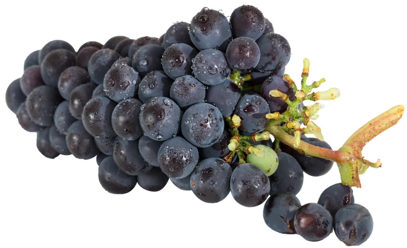 a close up of a bunch of grapes, a digital rendering, by Leonard Bahr, detailed droplets, high contrast 8k, clear detailed view, superb detail 8 k