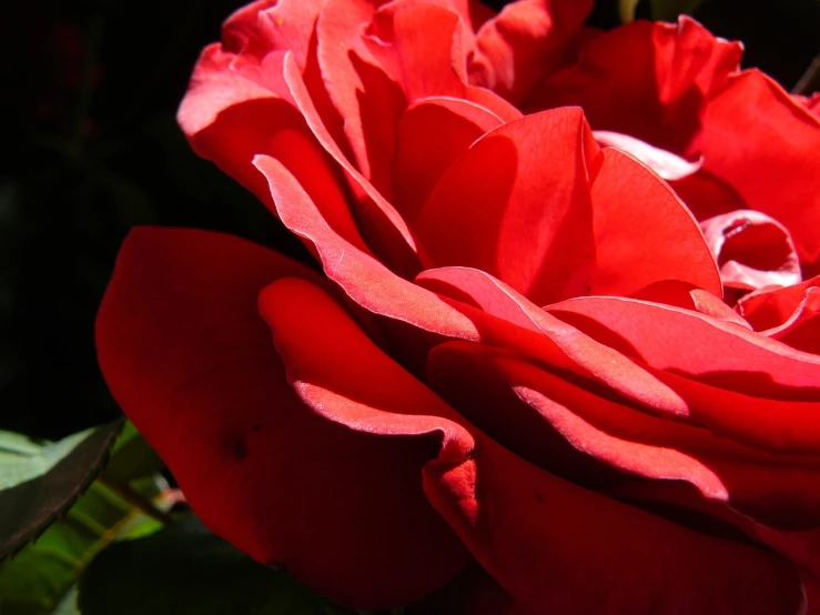 a close up of a red rose with green leaves, a picture, by Joy Garnett, intense sunlight, deep colours. ”, rose petals, sunlit