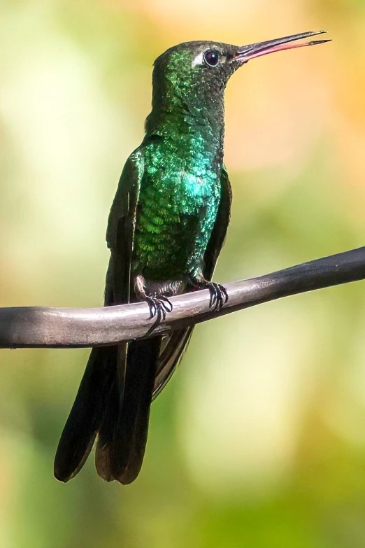 a green bird sitting on top of a wire, by Dietmar Damerau, glossy flecks of iridescence, hummingbird, huge glistening muscles, closeup - view