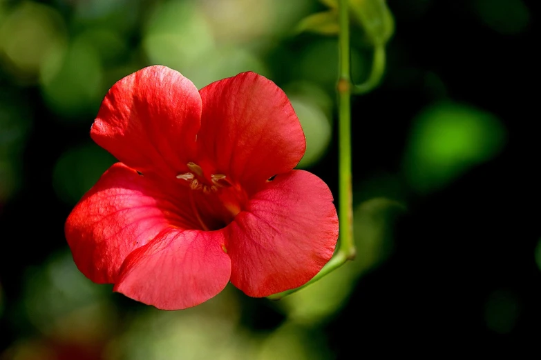 a close up of a red flower on a stem, by Alexander Runciman, flickr, hurufiyya, morning glory flowers, shaded, jasmine, flax