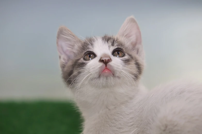 a close up of a cat looking up at the sky, romanticism, cute kittens, licking tongue, adoptable, short neck