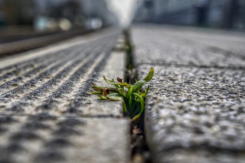 a plant growing out of a crack in a sidewalk, a macro photograph, postminimalism, shallow depth of field hdr 8 k, rail tracks, in a tokyo street, early spring