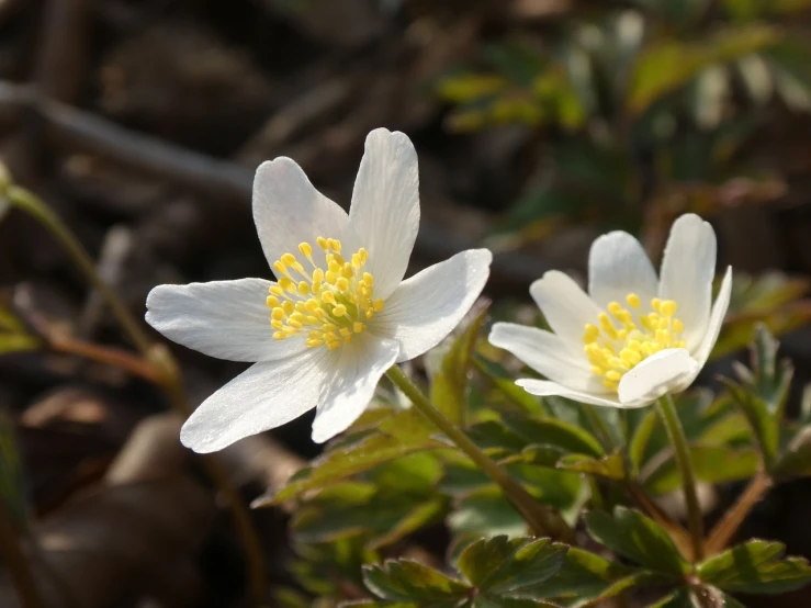 a couple of white flowers sitting on top of a lush green field, by Eero Järnefelt, hurufiyya, in an arctic forest, anemone, [sirius], early spring