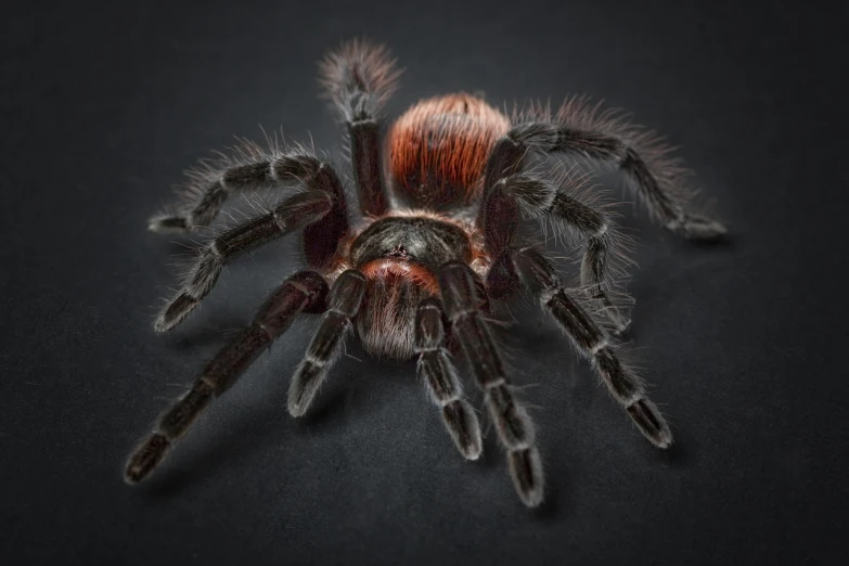 a close up of a spider on a black surface, by Anna Haifisch, unsplash, tarantulas, “hyper realistic, reddish - brown, spider legs large