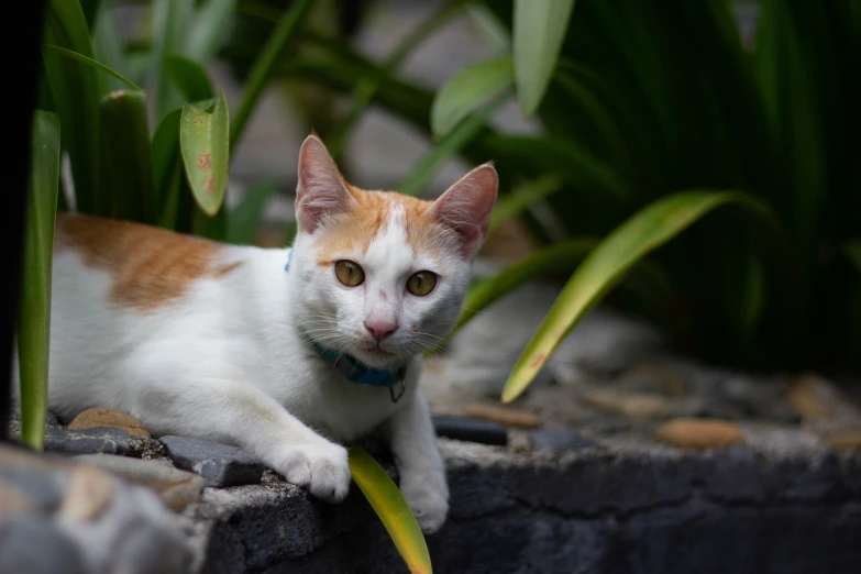 a white and orange cat laying on top of a rock, a portrait, by Basuki Abdullah, unsplash, sitting on a leaf, on the concrete ground, 8k 50mm iso 10, bali