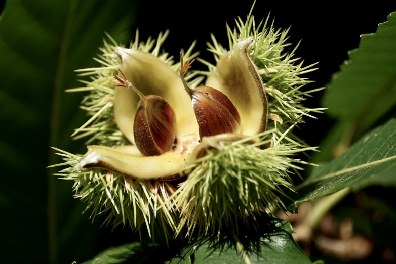 a couple of nuts sitting on top of a tree, a macro photograph, by Ikuo Hirayama, flickr, hurufiyya, datura, chestnut hair, with vegetation, 2000s photo