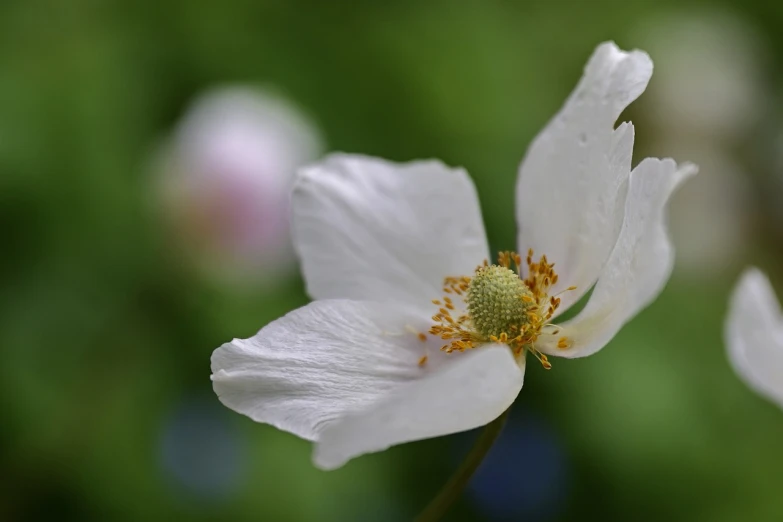 a close up of a white flower with a blurry background, by Dave Allsop, romanticism, anemones, beautiful flower, dappled, serene