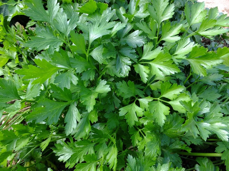 a close up of a bunch of green leaves, hurufiyya, high quality product image”, celery man, heaven on earth, pavel shvedov