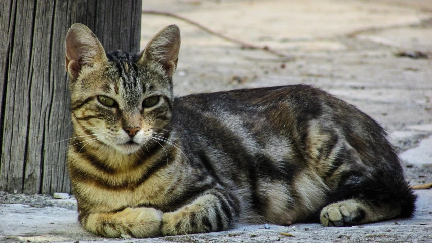 a cat that is laying down on the ground, a portrait, by Tom Carapic, pixabay, photorealism, striped, animals in the streets, armored feline companion, very slightly smiling