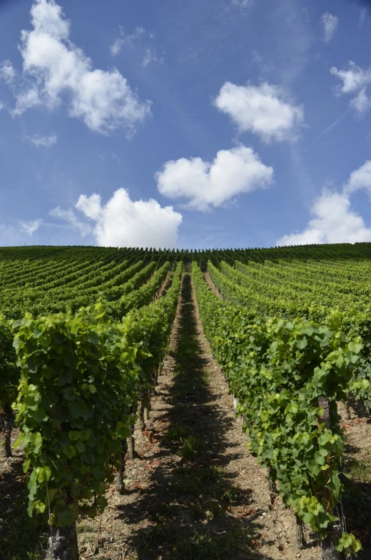 rows of vines in a vineyard under a blue sky, shutterstock, figuration libre, view from ground level, pur champagne damery, wide establishing shot, rolling green hills