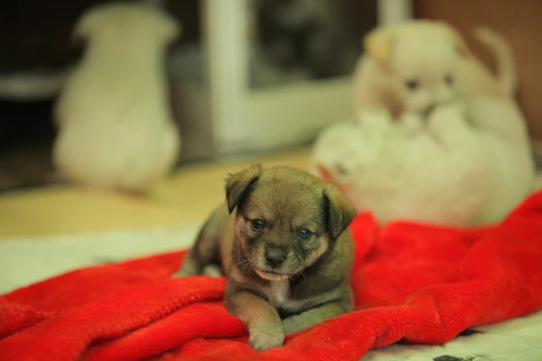 a small brown puppy sitting on top of a red blanket, a pastel, flickr, anna nikonova, blurry, reportage photo, cute:2