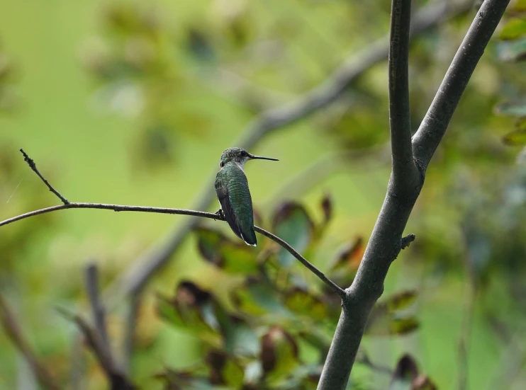 a small bird sitting on top of a tree branch, flickr, bee hummingbird, muted green, view from the side”