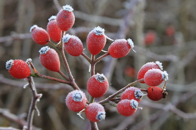 a bunch of red berries sitting on top of a tree, a photo, inspired by Arthur Burdett Frost, istockphoto, frosted, pods, rose