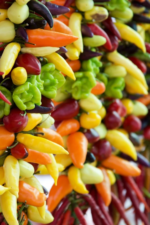 a bunch of colorful peppers hanging from a wall, renaissance, vertical wallpaper, very crisp details, close-up product photo, full of colour 8-w 1024