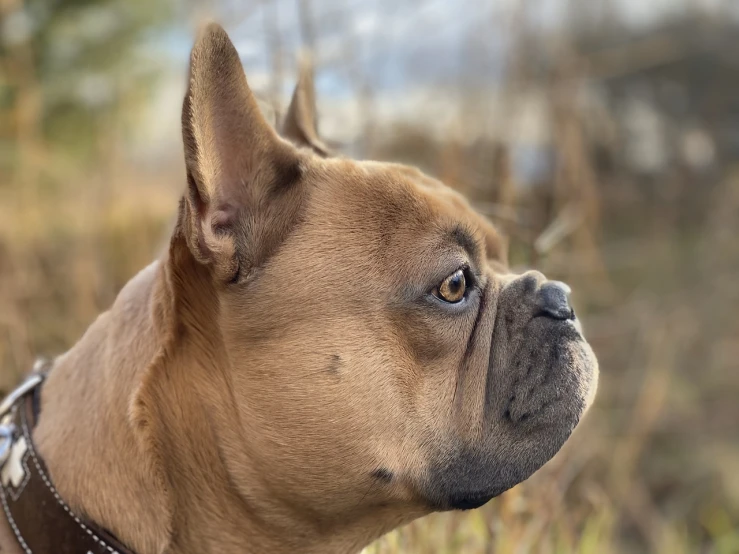 a close up of a dog wearing a collar, by Robert Zünd, shutterstock, french bulldog, rocky foreground, looking from side!, taken on iphone 14 pro