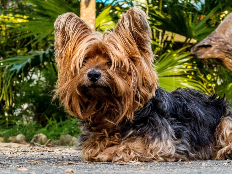 a dog that is laying down on the ground, a portrait, by Luis Miranda, pexels, yorkshire terrier, !!natural beauty!!, portrait n - 9, brazilian