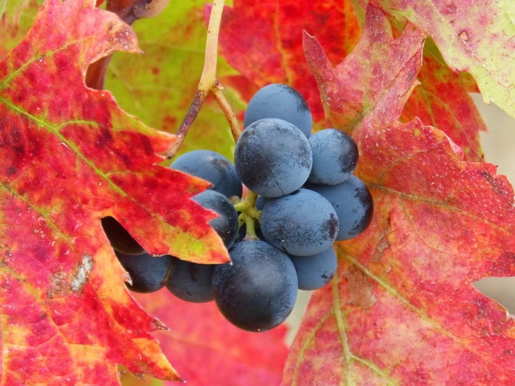 a close up of a bunch of grapes on a vine, red leaves, full of colour 8-w 1024, high quality product image”